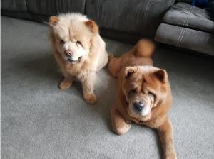 Chow Chow dogs