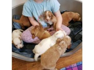 Cocker spaniel puppies