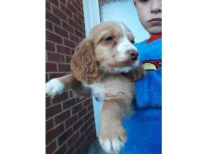 Cocker spaniel puppies