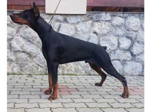 Dobermann For Sale