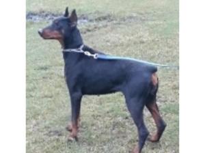 Dobermann girl