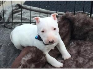 English bull terrier puppies