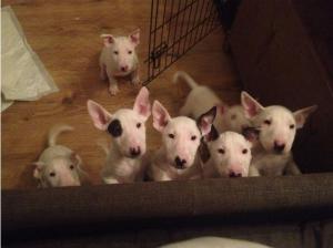 English bull terriers