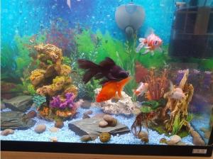 Fluval Roma 200 aquarium tank and cabinet