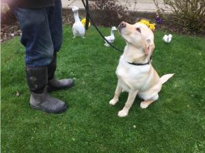 Friendly Labrador Bitch for Sale