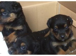 German Rottweiler puppies