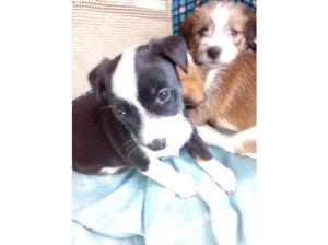 Jack russel puppys for sale