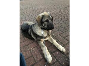 Kangal anatolian shepherd puppy