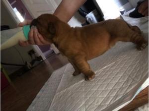 KC reg dogue de bordeaux pups