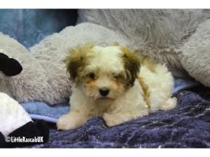 Maltipoo puppies for sale