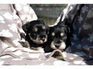 Miniature Schnauzer puppies