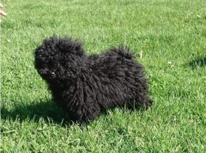 Pedigree Hungarian puli puppies