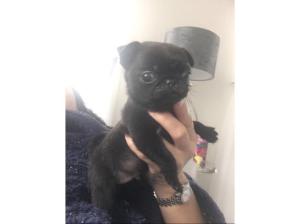 Pug puppy 1 boy left