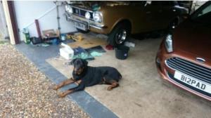 Rottweiler boy for sale