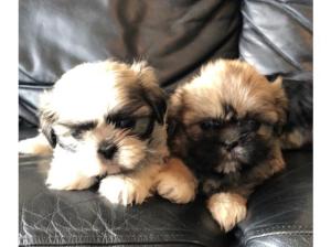 Shih Tzu pups for sale