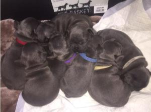 STUNNING Blue French Bulldog Puppies