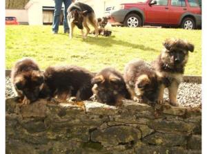 Superb Chunky German Shepherd Puppies For Sale