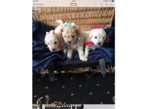 Toy poodles