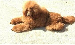 Toy poodles for sale