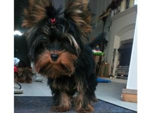 True miniature Yorkshire terrier girl