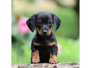 WANTED - Dachshund or Dachshund Cross