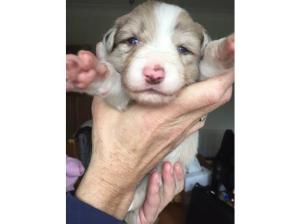 Welsh collie puppies