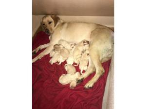 Yellow Labrador puppies