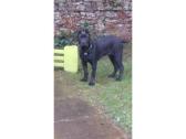 9 month old imported cane corso for sale in Bradford, West Yorkshire