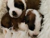 Beautiful chunky St. Bernard puppies in Gosport, Hampshire