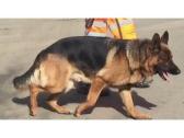 Beautiful German shepherd male in Huddersfield, UK