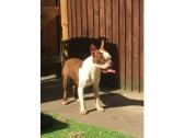 Boston Terrier for Stud ONLY - KC reg, Health tested in Bromley, UK