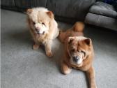 Chow Chow dogs in Worthing, West Sussex