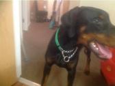 Doberman male for sale in Glasgow, East Renfrewshire