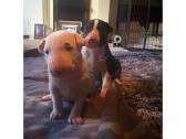 KC English bull terrier puppies in Kelty, Fife