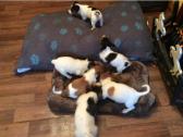 Jack Russell Pups for sale in Lambeth, London