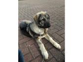 Kangal anatolian shepherd puppy in Merton, London