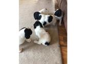 KC Registered Springer Spaniel pups in Glasgow, East Renfrewshire