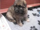 Long-haired German Shepherd Pups in Ebbw Vale, Blaenau Gwent