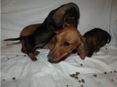 Miniuture dachshund puppies