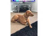 Red Fox Labrador puppies in Cumnock, East Ayrshire