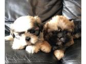 Shih Tzu pups for sale in Dromore, Banbridge