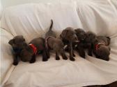 Staffordshire bull terrier puppies in Llanybydder, Carmarthenshire