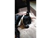 Staffordshire terrier puppy 6 months old