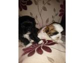 Two beautiful shih tzu puppies