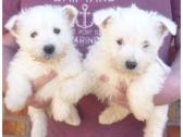 west highland white terriers for sale