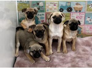 Cheeky little pug x cavalier pups