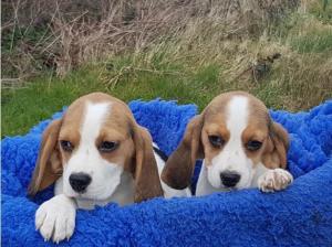 Beagles puppies