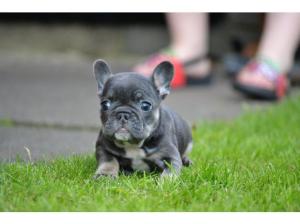 Beautiful blue & tan female French Bulldog