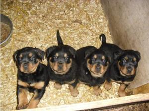 Rottweiler Pedgree K/C Reg Puppies Big Cuddly Bears