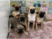 Cheeky little pug x cavalier pups in Bradford, West Yorkshire